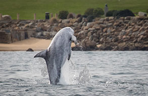Risso's Dolphin breaching near shore, photo by Daniel Bianchetta