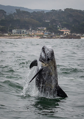Risso's Dolphin Breaching, photo by Daniel Bianchetta