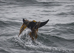 Risso's Dolphin kelping (playing in the kelp), photo by Daniel Bianchetta