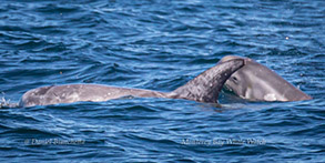 Risso's Dolphin mother and calf, photo by Daniel Bianchetta