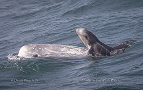 Risso's Dolphin newborn and mother, photo by Daniel Bianchetta
