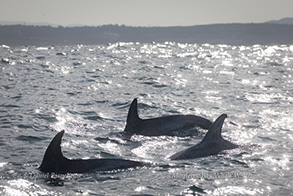 Risso's Dolphins, photo by Daniel Bianchetta