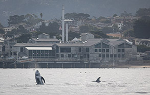 Risso's Dolphins in front of Monterey Bay Aquarium, photo by Daniel Bianchetta