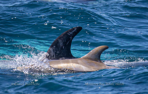 Risso's Dolphin, mom and calf, photo by Daniel Bianchetta
