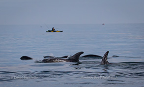 Risso's Dolphins and Northern Right-whale Dolphins, photo by Daniel Bianchetta