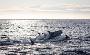 Running Risso's Dolphins, photo by Daniel Bianchetta