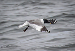 Sabine's Gull, photo by Daniel Bianchetta