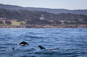 Sea Lion and Risso's Dolphins by the Pt. Pinos Lighthouse, photo by Daniel Bianchetta