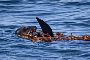 Sea Lion in kelp, photo by Daniel Bianchetta