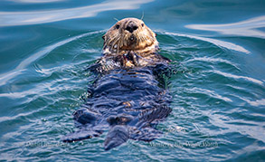 Sea Otter, photo by Daniel Bianchetta