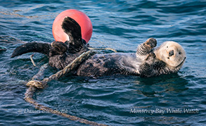 Southern Sea Otter, tethering to a buoy, photo by Daniel Bianchetta