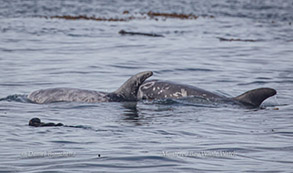 Southern Sea Otter by Risso's Dolphins, photo by Daniel Bianchetta