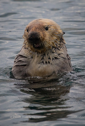 Southern Sea Otter, photo by Daniel Bianchetta