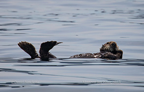 Southern Sea Otter, photo by Daniel Bianchetta