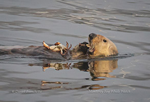 Southern Sea Otter eating a crab, photo by Daniel Bianchetta