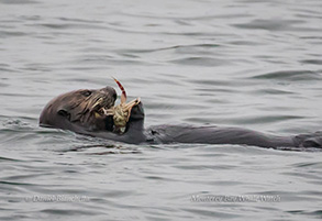 Southern Sea Otter eating Crab, photo by Daniel Bianchetta