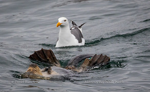 Southern Sea Otter and Gull, photo by Daniel Bianchetta
