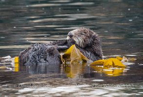 Southern sea otter in the kelp, photo by Daniel Bianchetta