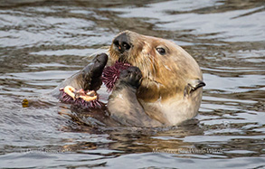 Southern Sea Otter eating a sea urchin, photo by Daniel Bianchetta