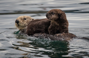 Southern Sea Otters - mom and pup, photo by Daniel Bianchetta