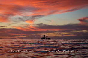 Squid boat at sunset, photo by Daniel Bianchetta