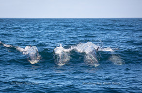 Surfing Risso's Dolphins, photo by Daniel Bianchetta
