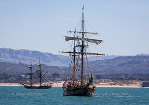 Tall Ships in the bay, photo by Daniel Bianchetta