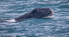 Baby Gray Whale, photo by Daniel Bianchetta