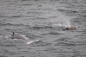 Baird's Beaked Whales photo by Daniel Bianchetta