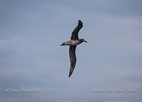 Black-footed Albatross photo by Daniel Bianchetta