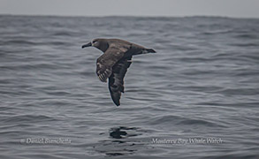 Black-footed Albatross in flight photo by Daniel Bianchetta