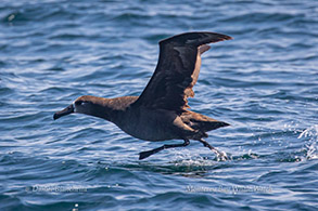 Black-footed Albatross taking off photo by Daniel Bianchetta