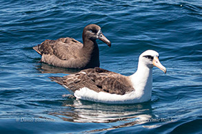 Black-footed Albatross and Laysan Albatross photo by Daniel Bianchetta