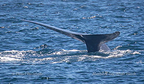 Blue Whale tail photo by Daniel Bianchetta