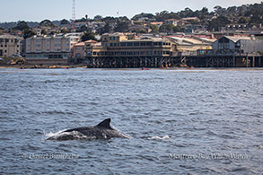 Bottlenose Dolphin photo by Daniel Bianchetta
