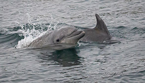 Bottlenose Dolphins photo by Daniel Bianchetta