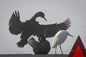 Brandt's Cormorants and Snowy Egret photo by Daniel Bianchetta