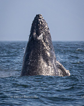 Breaching Humpback Whale calfphoto by Daniel Bianchetta