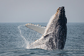 Breaching Humpback Whale - Halo photo by Daniel Bianchetta