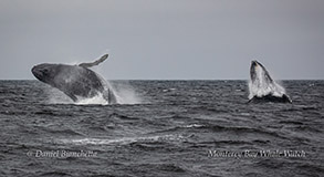 Breaching Humpback Whales photo by Daniel Bianchetta