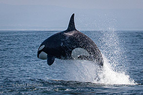 Breaching Killer Whale photo by Daniel Bianchetta