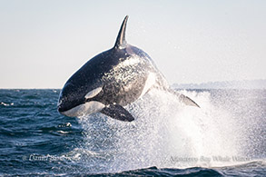Breaching Killer Whale photo by Daniel Bianchetta