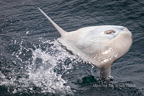 Breaching Mola Mola - Ocean Sunfish photo by Daniel Bianchetta