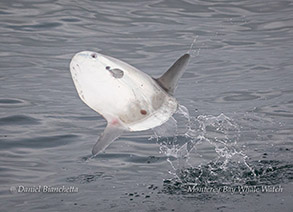 Breaching Mola Mola (Ocean Sunfish) photo by Daniel Bianchetta