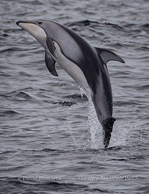 Breaching Pacific White-sided Dolphin photo by Daniel Bianchetta