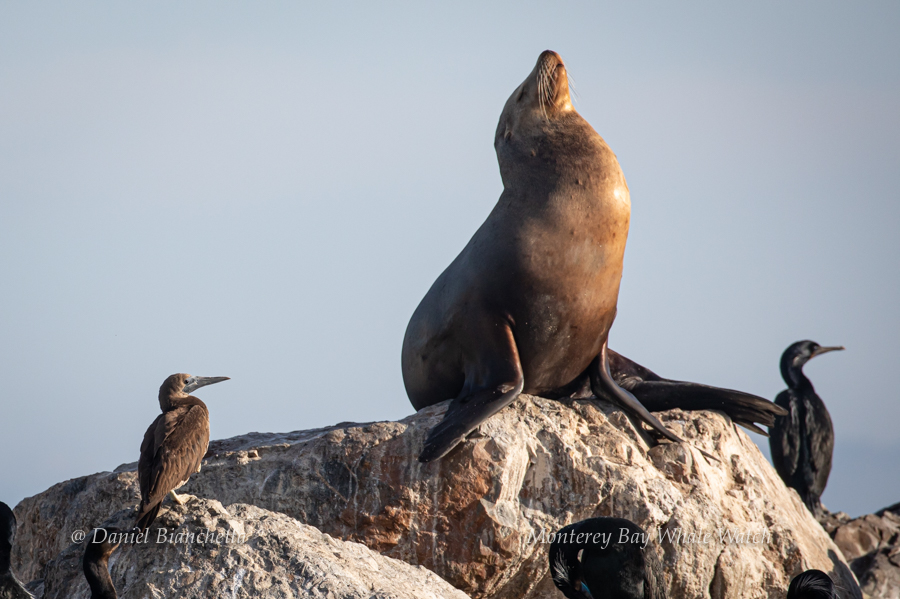 Brown Booby California Sea Lion Brandt’s Cormorant photo by Daniel Bianchetta