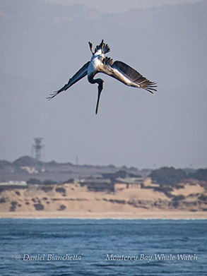 Brown Pelican plunge diving photo by Daniel Bianchetta
