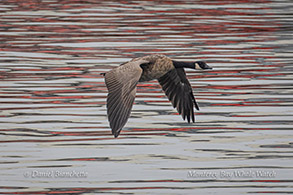 Canada Goose photo by Daniel Bianchetta
