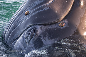 Closeup of eye of Humpback Whale (Halo) photo by Daniel Bianchetta