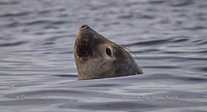 Elephant Seal photo by Daniel Bianchetta